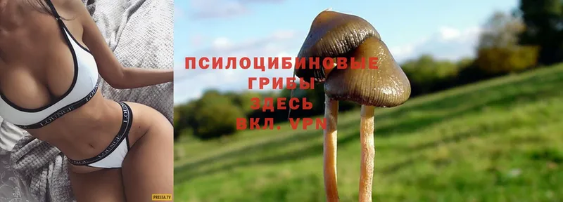 Псилоцибиновые грибы Magic Shrooms  маркетплейс официальный сайт  Полевской  сколько стоит 